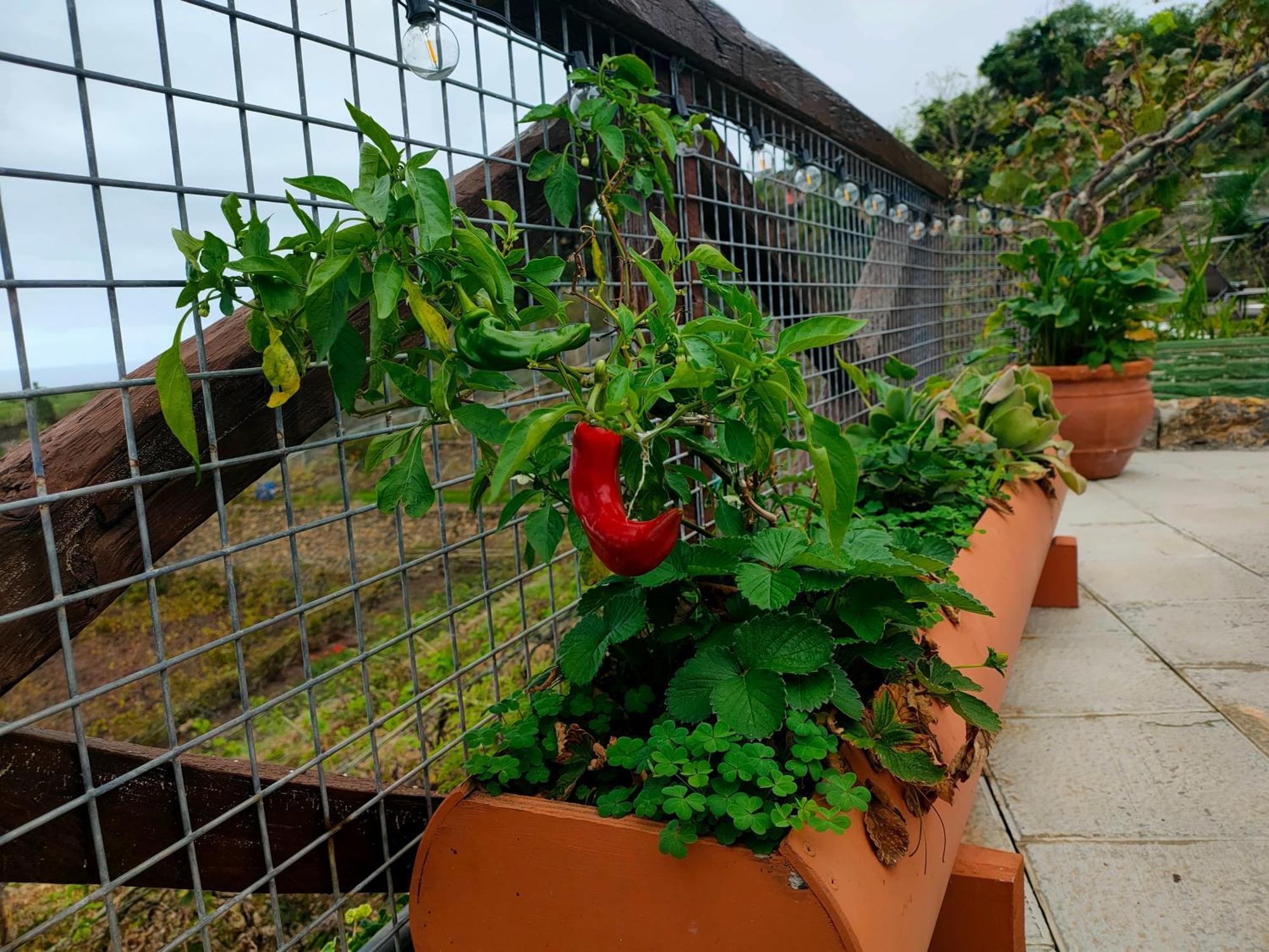 Casa Finca El Roque La Guancha 外观 照片