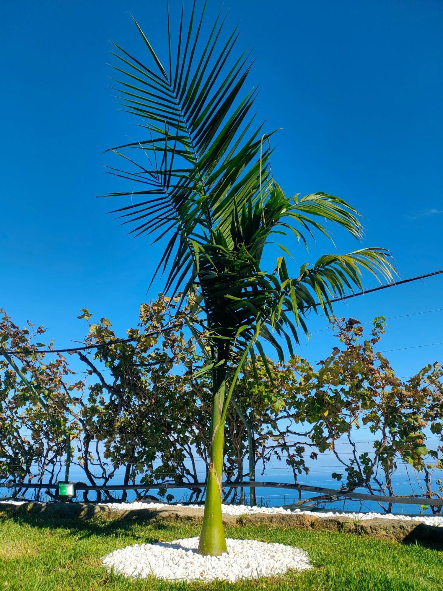 Casa Finca El Roque La Guancha 外观 照片